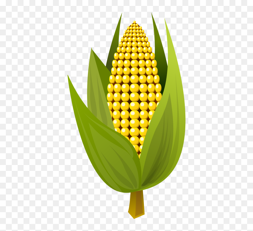 Medium Image Png - Small Picture Of Corn, Transparent Png - corn clipart png