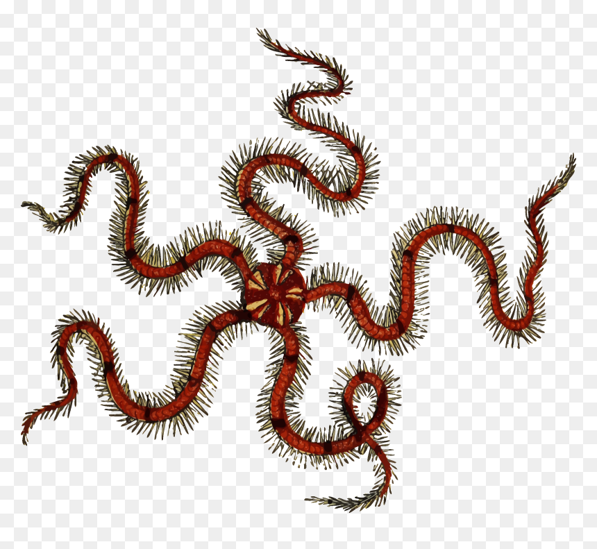 Brittle Star Clip Arts - Brittle Star Transparent Background, HD Png Download - star drawing png
