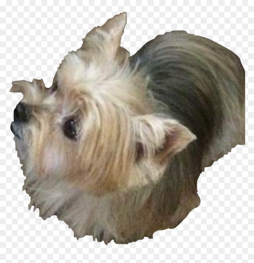 Dog Terrier,small Terrier,australian Silky Terrier,carnivore,rare - Australian Silky Terrier, HD Png Download - dog toy png