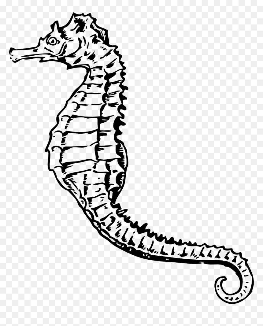 Seahorse Black And White, HD Png Download - sea horse png