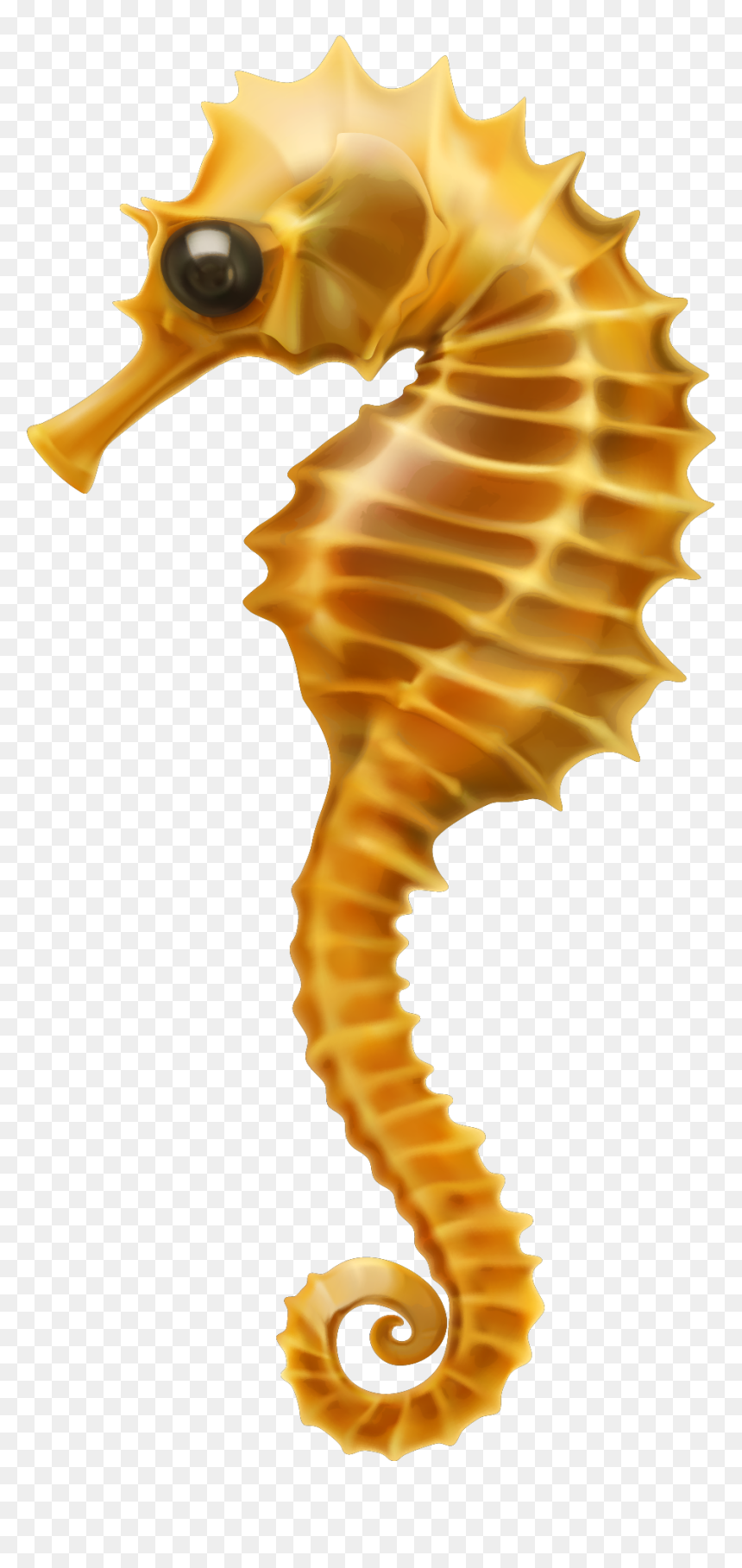 Seahorse Clip Art - Clipart Coral Reef Fish Seahorse, HD Png Download - sea horse png
