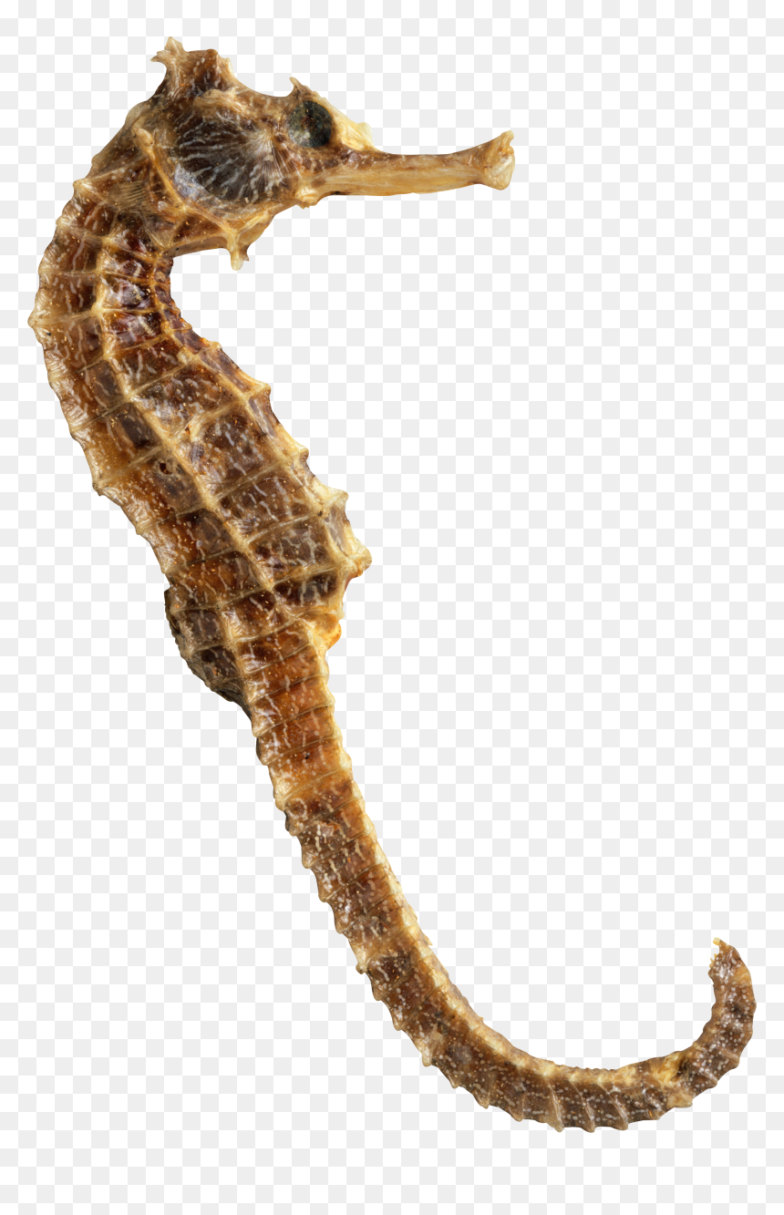 Sea Horse Png - Transparent Sea Horse Png, Png Download - sea horse png