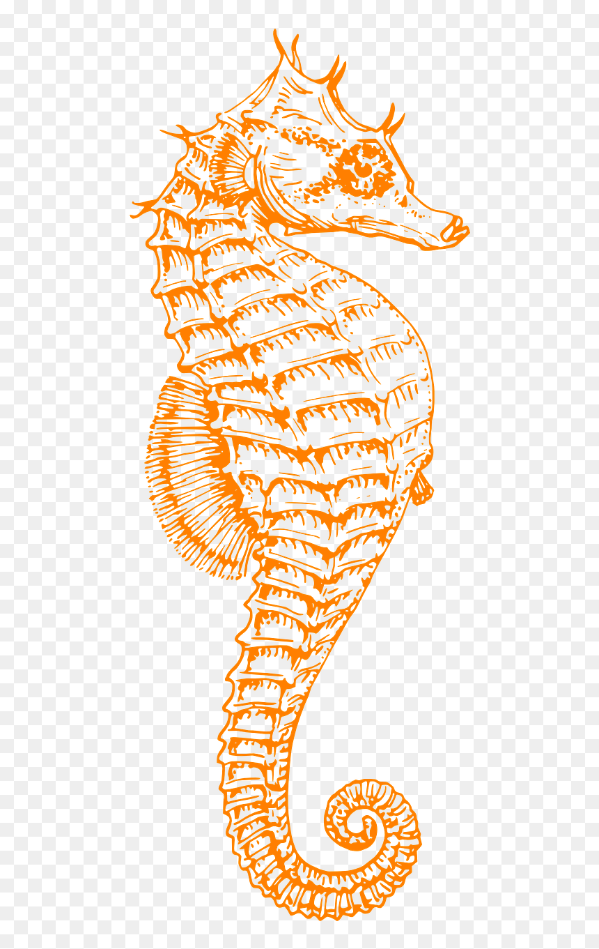 Seahorse Black And White, HD Png Download - sea horse png