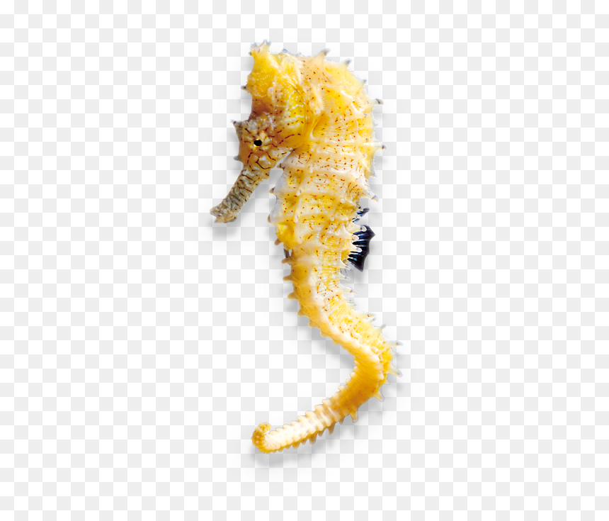 Northern Seahorse, HD Png Download - sea horse png
