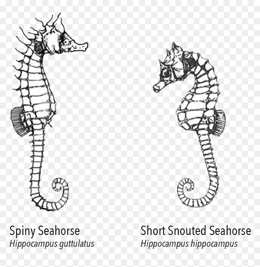 Seahorse Chart - Northern Seahorse, HD Png Download - sea horse png