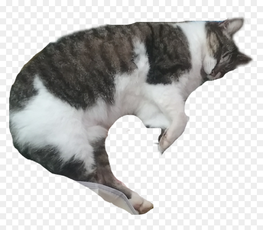 Cat Sleeping Png, Transparent Png - meow png