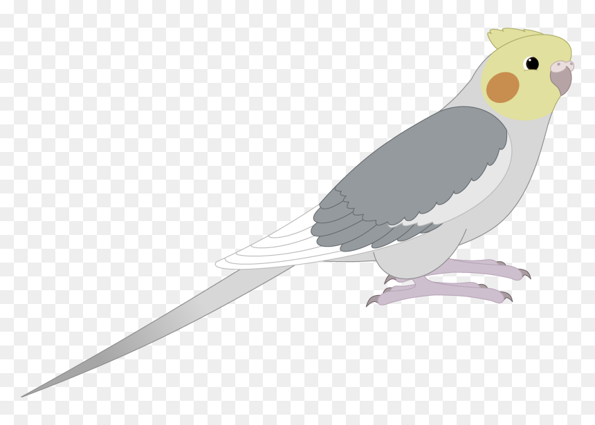 Cockatoo - Transparent Cartoon Cockatiel, HD Png Download - cockatoo png