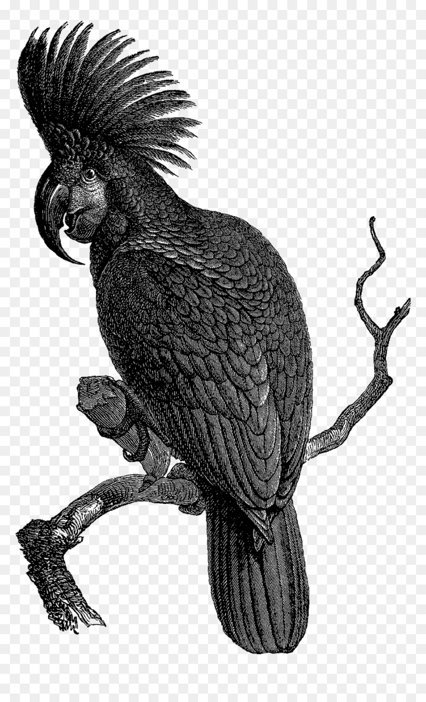 Birds Vintage Illustration Black And White Png, Transparent Png - cockatoo png