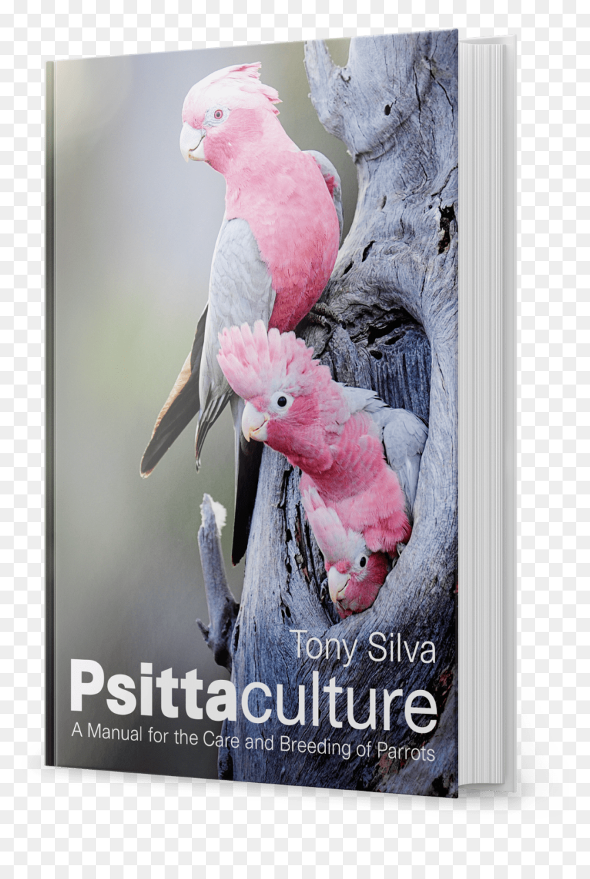Psittaculture Tony Silva 2018, HD Png Download - cockatoo png