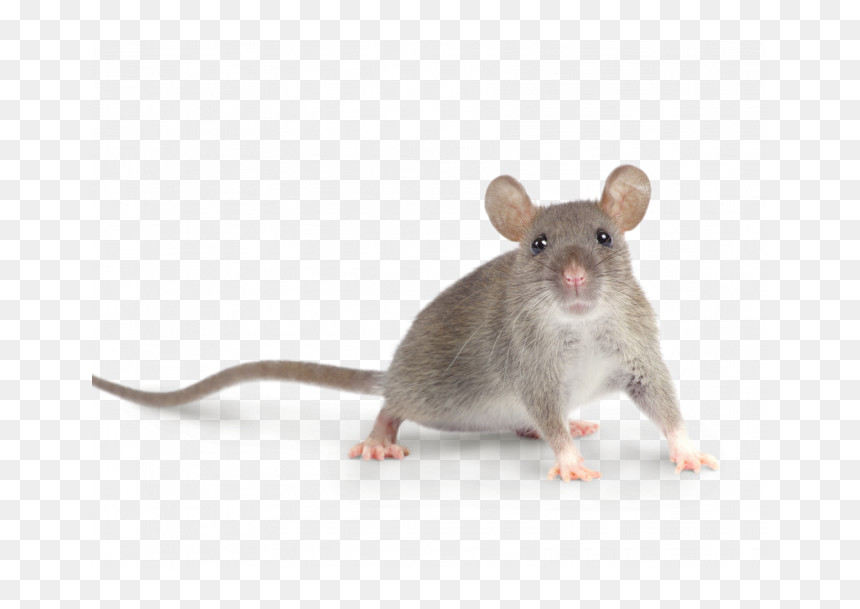 Rat, HD Png Download - rats png