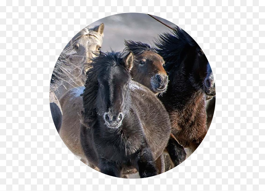 Genghis Khan Horse Trip - Stallion, HD Png Download - genghis khan png