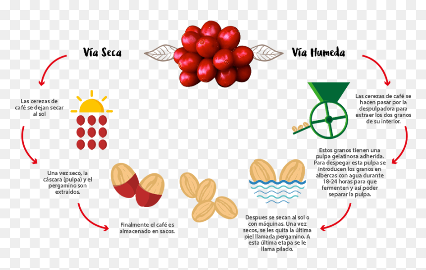 Production Process Of Coffee In Png, Transparent Png - proceso png
