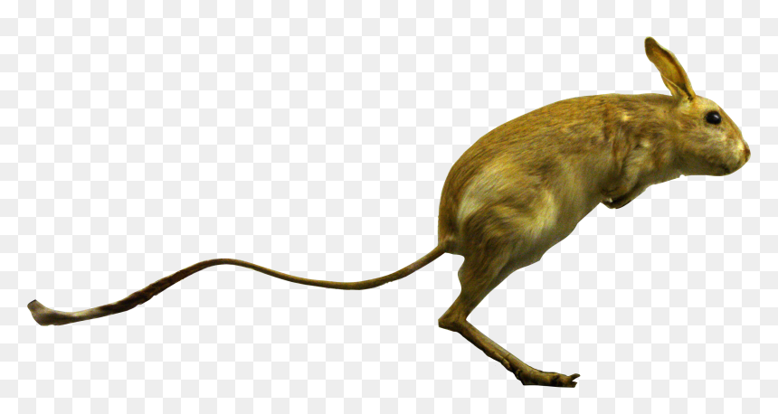 File - Allactaga-detail - Allactaga, HD Png Download - hare png