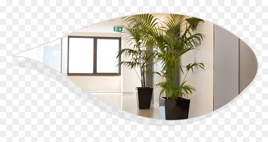 Plant Hire Services - Best Indoor Plants For Office, HD Png Download - office plant png