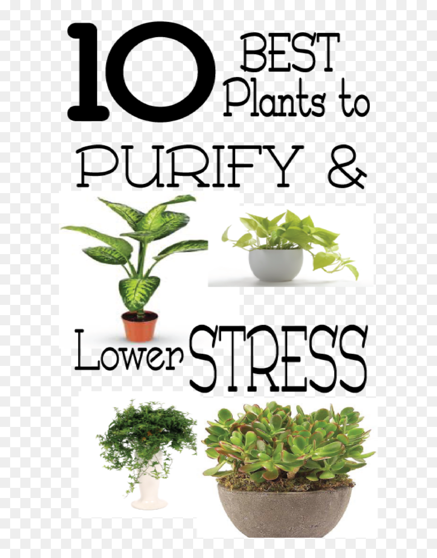 Good Plants For Stress, HD Png Download - office plant png