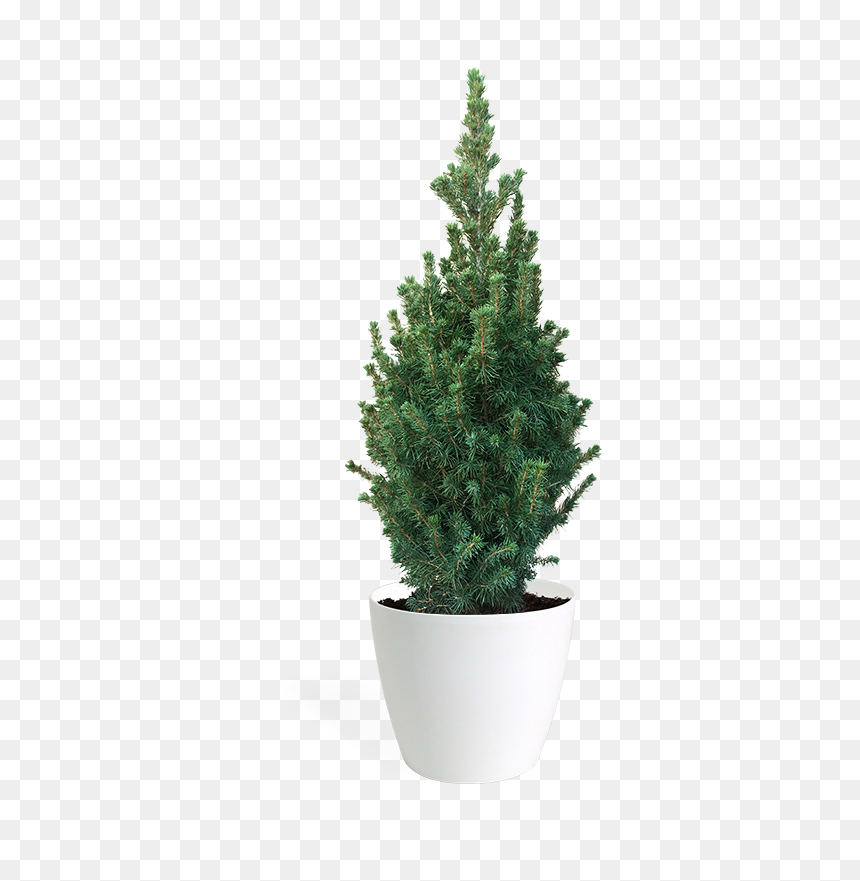 Transparent Office Plant Png - Dwarf Spruce Pine Png Free, Png Download - office plant png