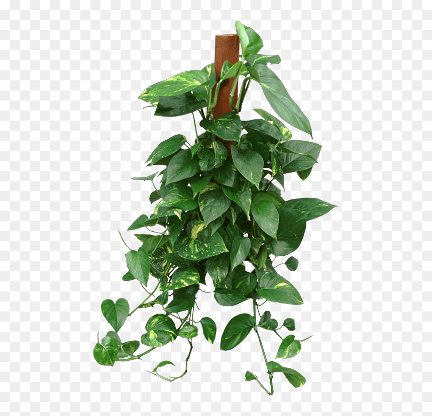 Houseplant, HD Png Download - office plant png