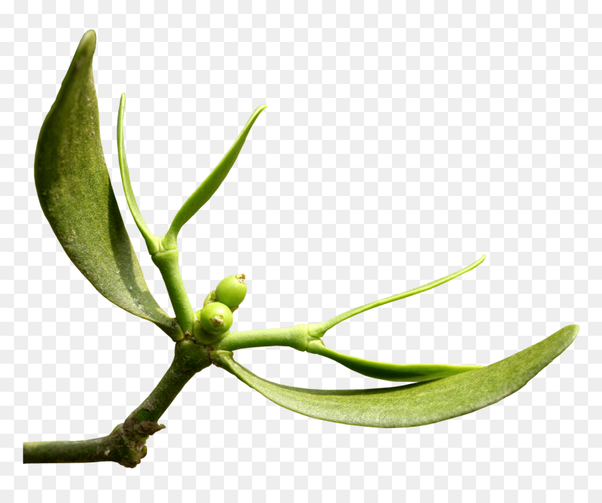 - Tea Plant , Png Download - Viscum Album Buds, Transparent Png - office plant png