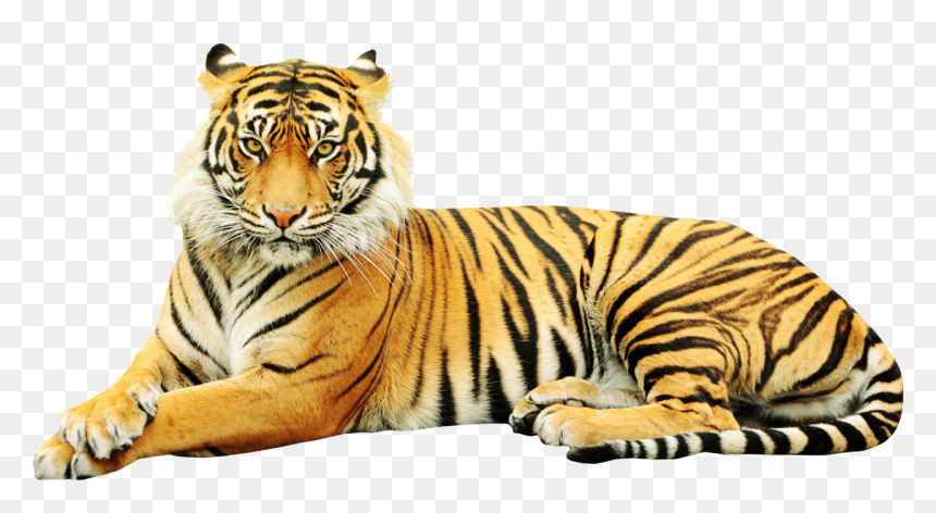 Sumatran Tiger Zoo Wildlife Sticker White Tiger - Point Defiance Zoo & Aquarium, HD Png Download - tony the tiger png