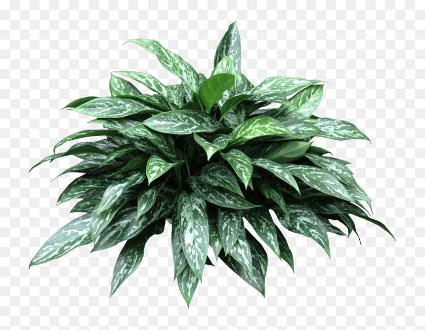 Aglaonema Green Lady, HD Png Download - office plant png