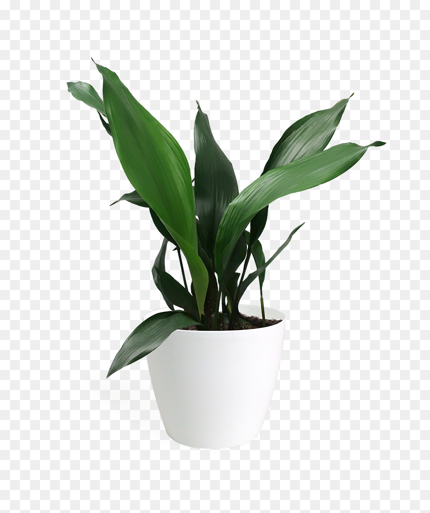 Aspidistra Png, Transparent Png - office plant png