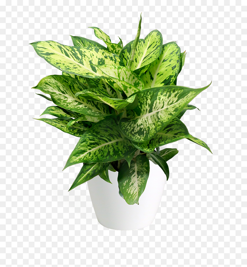 Flowerpot, HD Png Download - office plant png