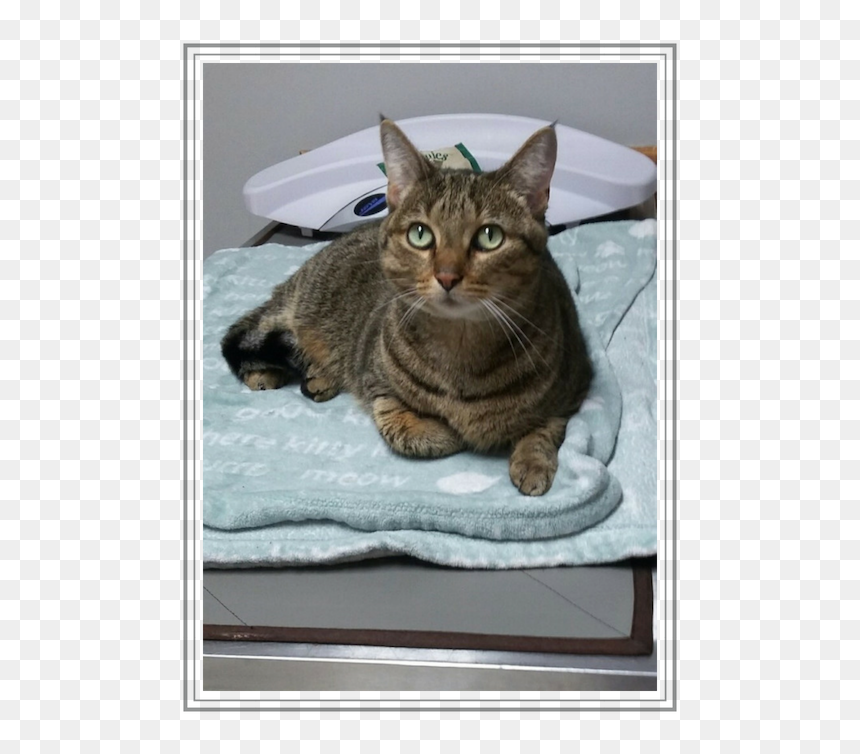2019 May Cat In Pain Lynxie - Tabby Cat, HD Png Download - tabby cat png