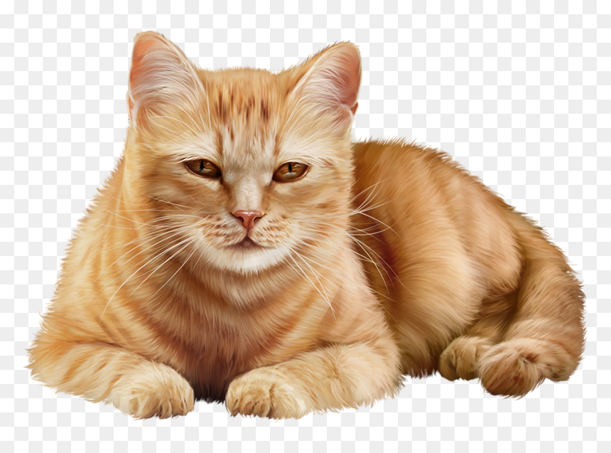 Pin By Lidia On - Kitten, HD Png Download - tabby cat png