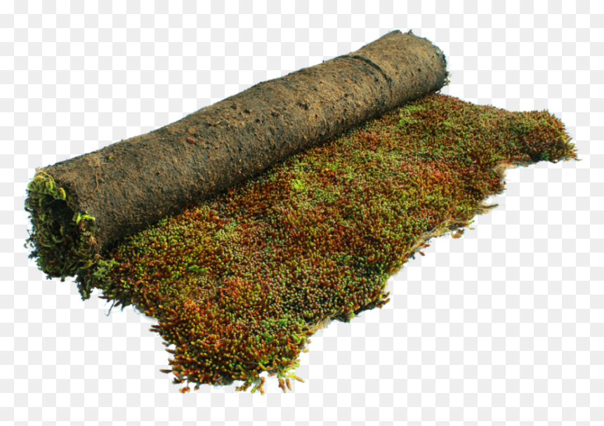 Moss, HD Png Download - ground cover png