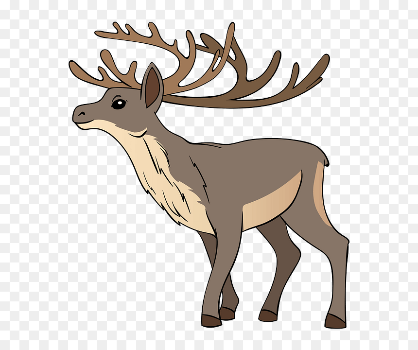 Elk, HD Png Download - reindeer clipart png