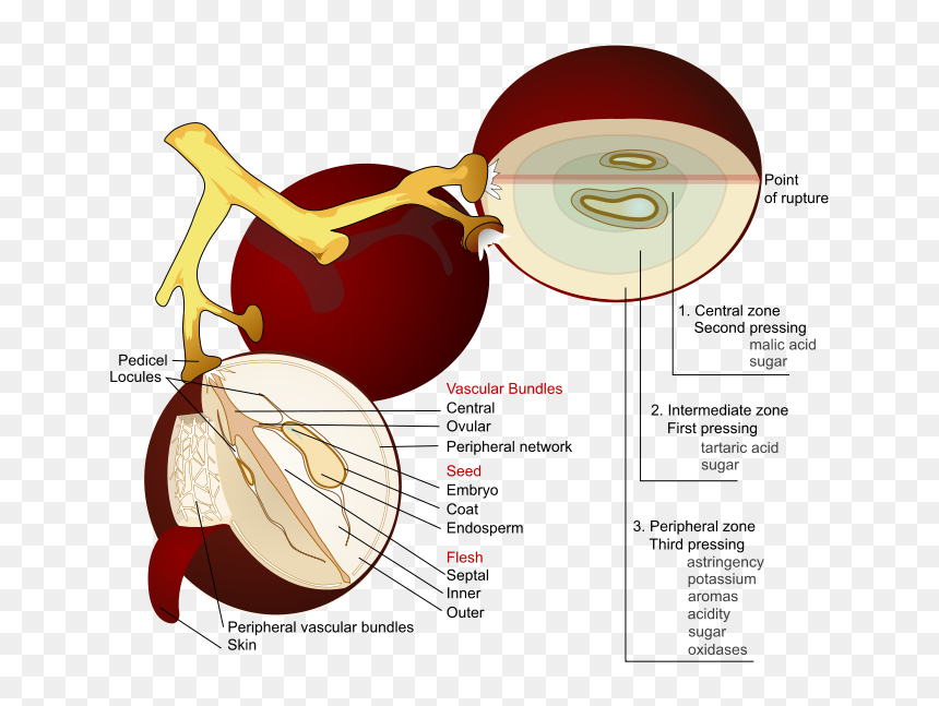 Wine Grape Diagram En - Wine Making Process, HD Png Download - wine grapes png
