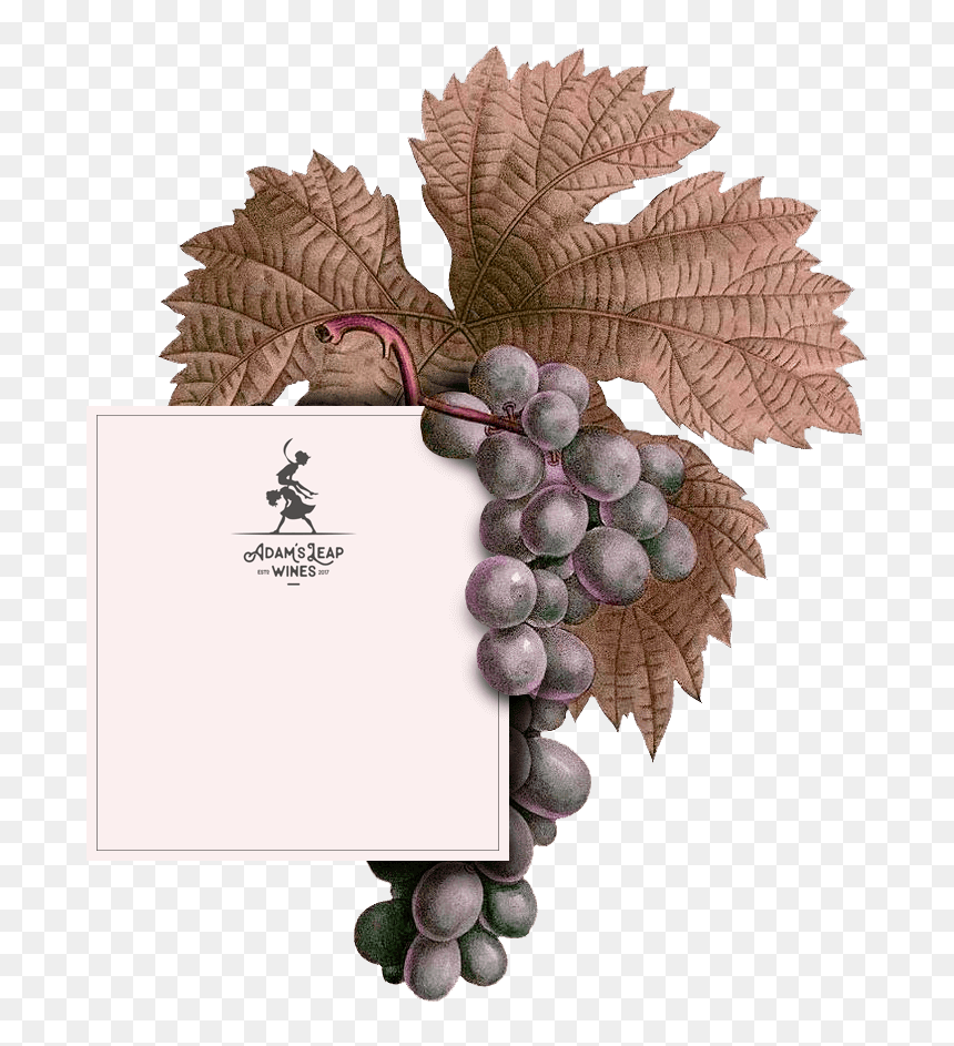 Grape, HD Png Download - wine grapes png