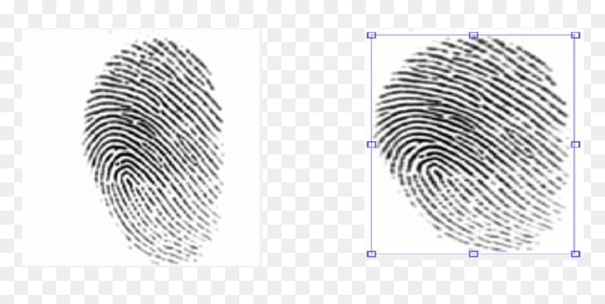 Crime Scene Latent Fingerprints, HD Png Download - fingerprints png