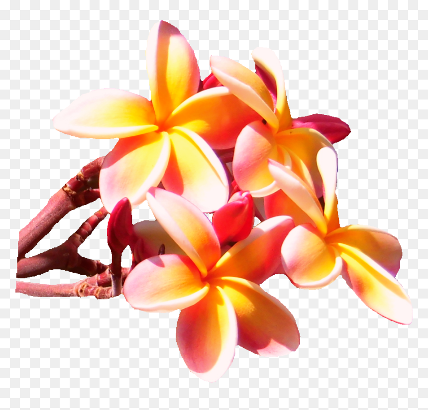 Frangipani, HD Png Download - plumeria flower png