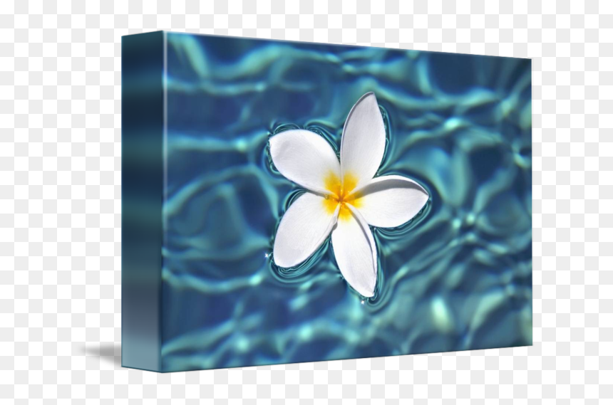 Transparent Plumeria Clipart - Flower Canvas, HD Png Download - plumeria flower png