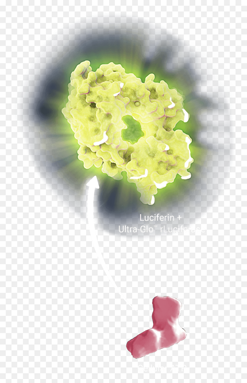 Celltiter Glo Luminescent Atp Assay - Sultana, HD Png Download - popcorn vector png