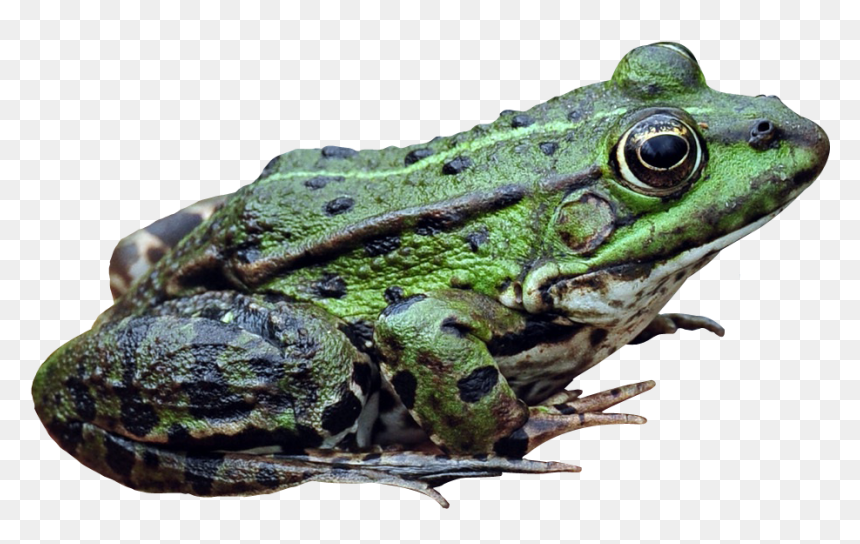 Frog Png - Ếch Png, Transparent Png - frogs png