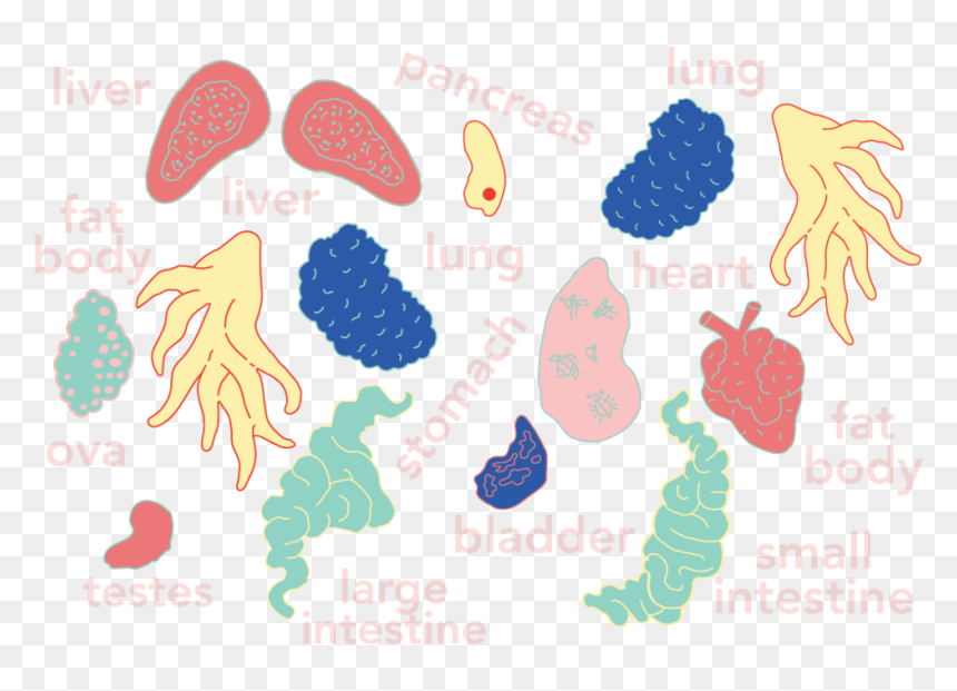Frogs Png -dissection Frog Hoodie Colored Organ Map, Transparent Png - frogs png