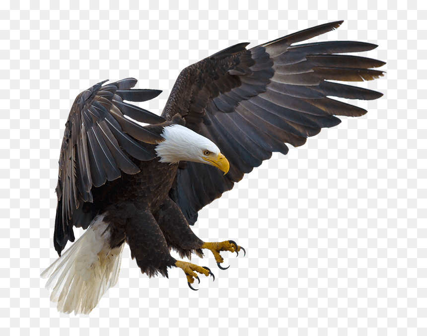 Bald Eagle Bird Hawk Buteoninae - Clear Background Eagle Png, Transparent Png - buzz lightyear flying png