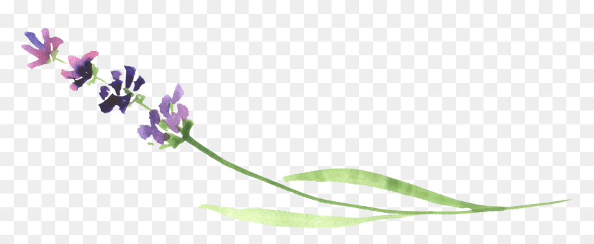 Ftestickers Flower Watercolor Lavender - Watercolor Lavender Transparent Background, HD Png Download - lavender flower png