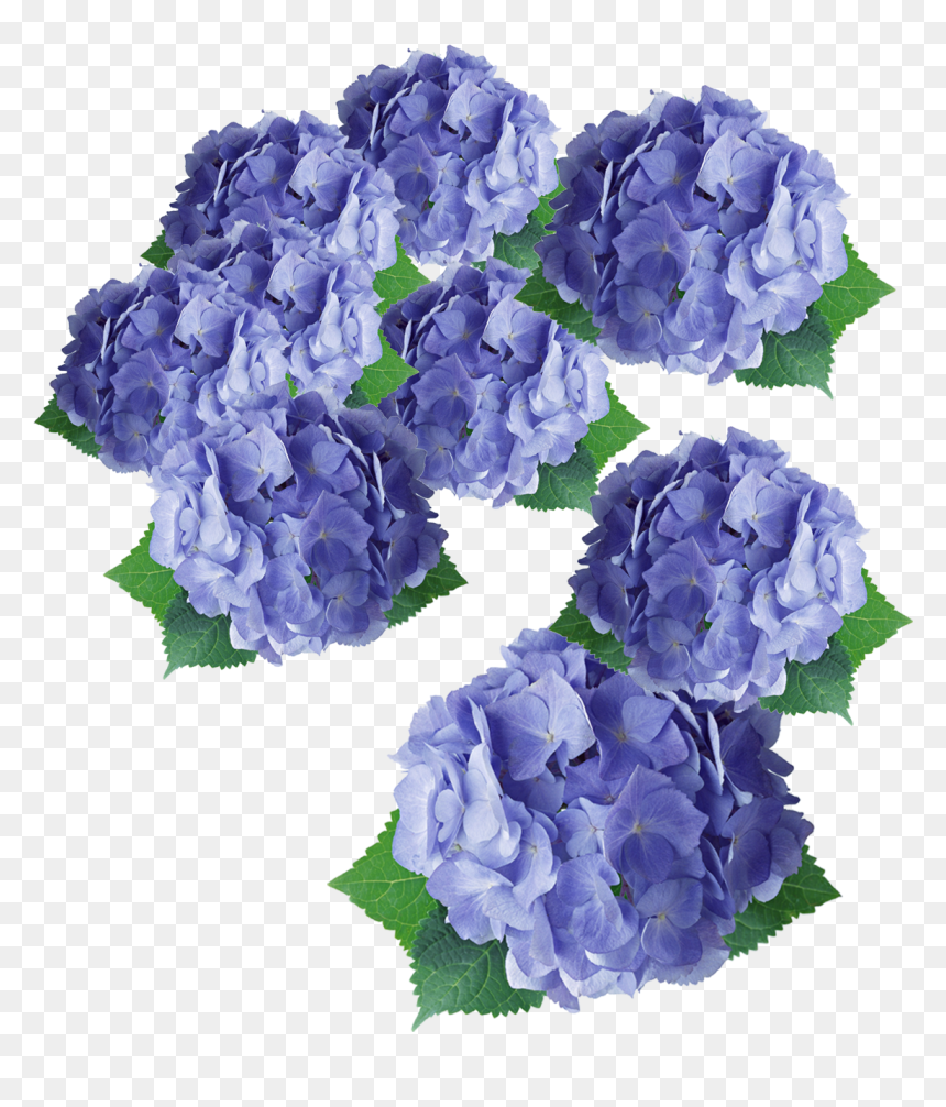 Flower Purple Hydrangea Floral Design - Flower, HD Png Download - lavender flower png