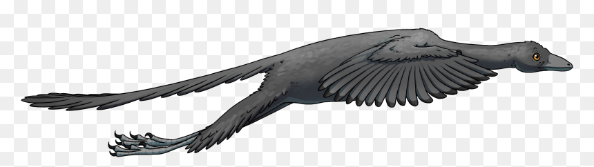 Could Archaeopteryx Fly, HD Png Download - raven flying png