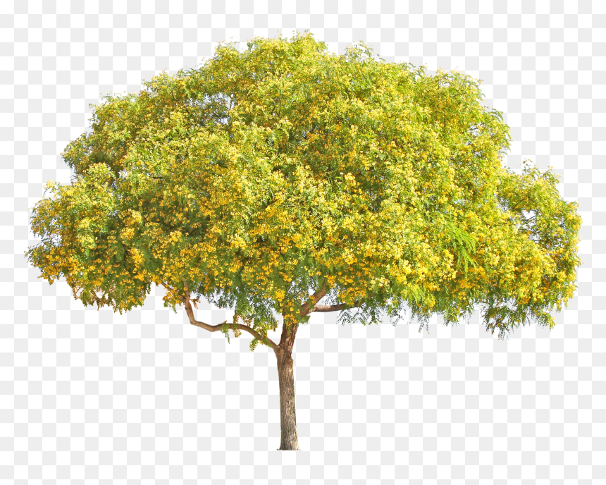 Yellow Flower Tree Png , Png Download - Palo Verde Tree Png, Transparent Png - photoshop tree png