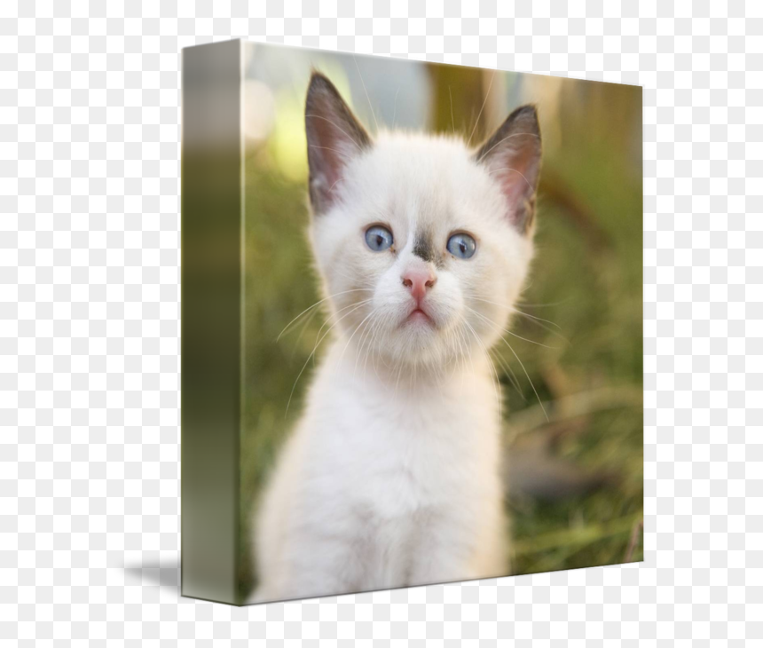 Clip Art Cute Kitty - Kitten, HD Png Download - cute kitty png