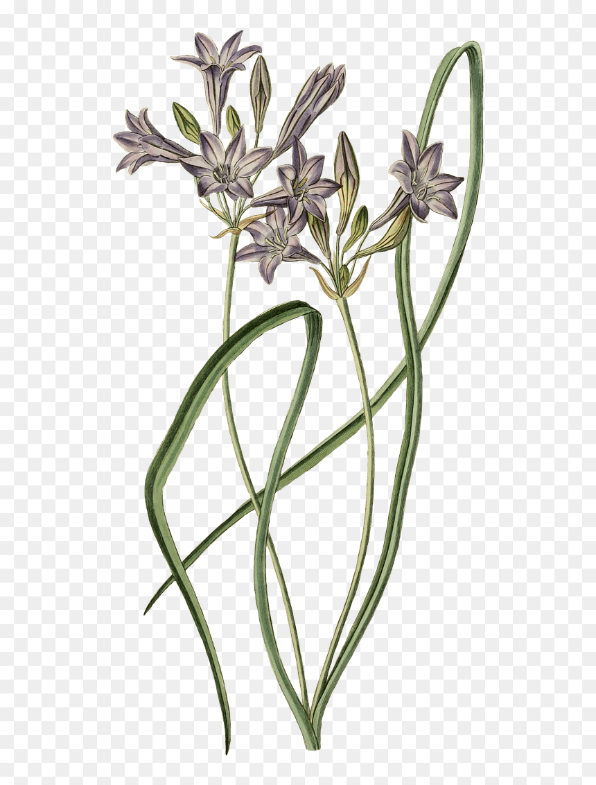 Leek Plant Drawing - Plants, HD Png Download - leek png