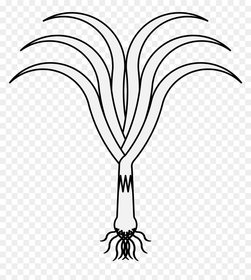 Leeks Black And White, HD Png Download - leek png