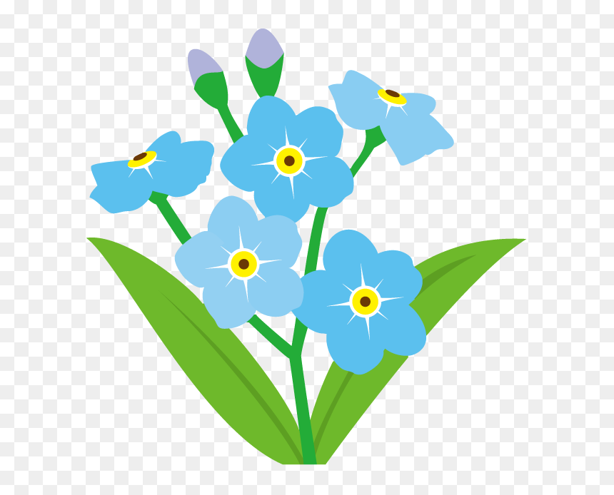 Scorpion Grasses Clip Art - Transparent Background Forget Me Not, HD Png Download - forget me not png