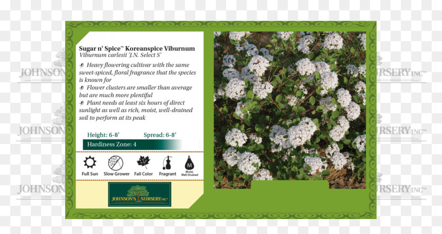 Sugar N - Carpinus Caroliniana Tree Fall, HD Png Download - forget me not png