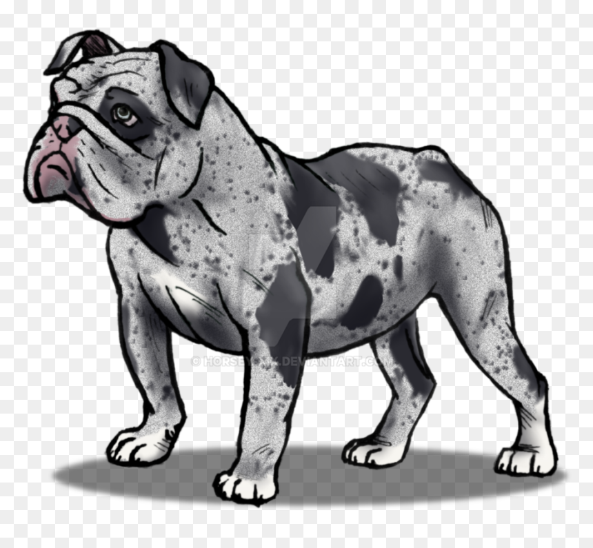 Drawn Bulldog Olde English Bulldogge - Olde English Bulldogge, HD Png Download - english bulldog png