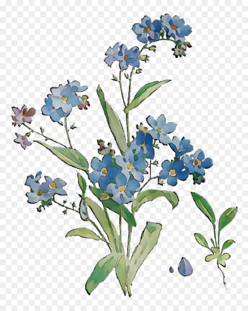 Bluebonnet Grasses Flowers Scorpion Cut Free Hd Image - Forget Me Not Vs Bluebonnet, HD Png Download - forget me not png